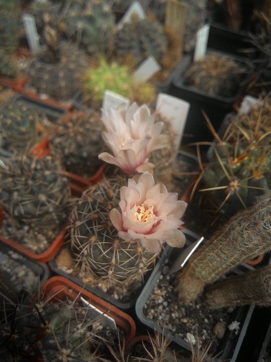 amerhauseri - STO 229-8, K. klein, dunkelgrün