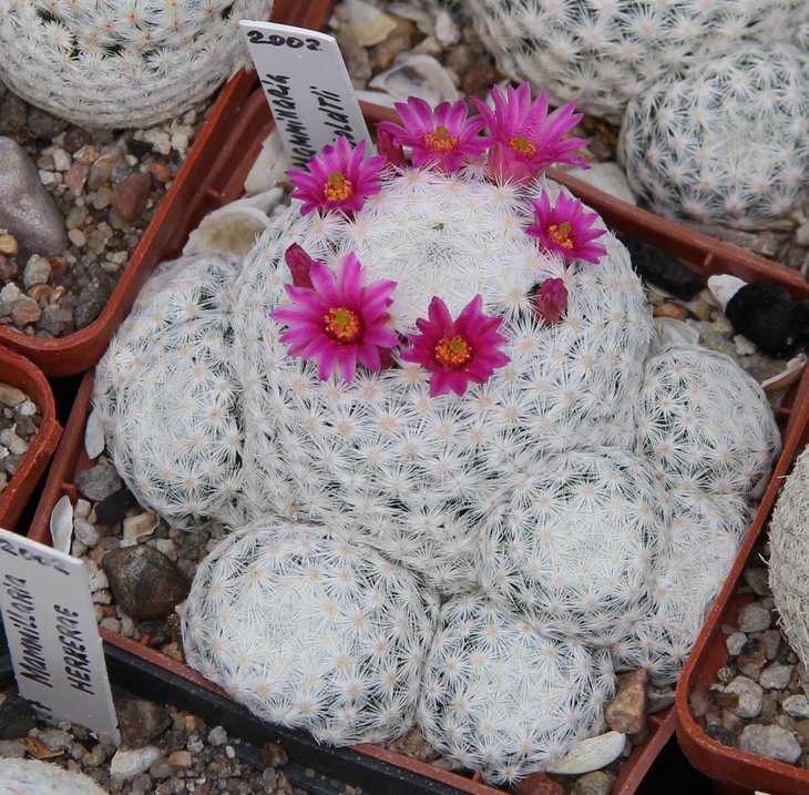 Mammillaria humboldtii