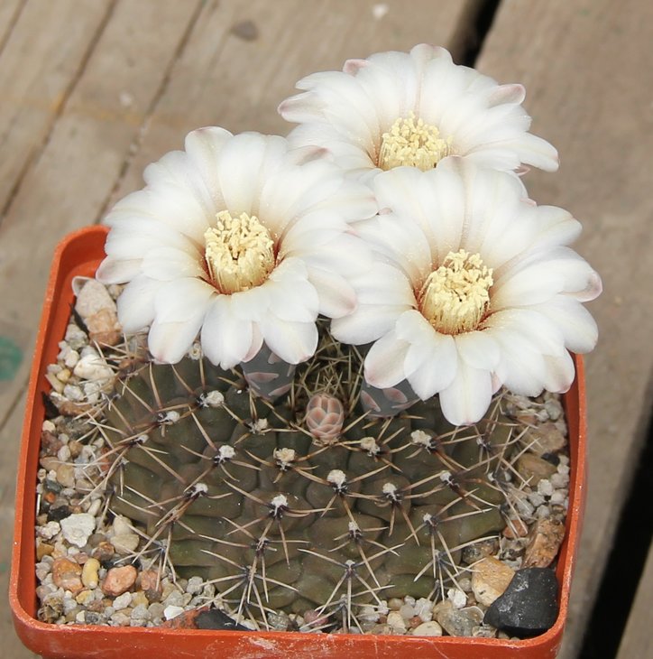 Gymnocalycium obductum  KP306