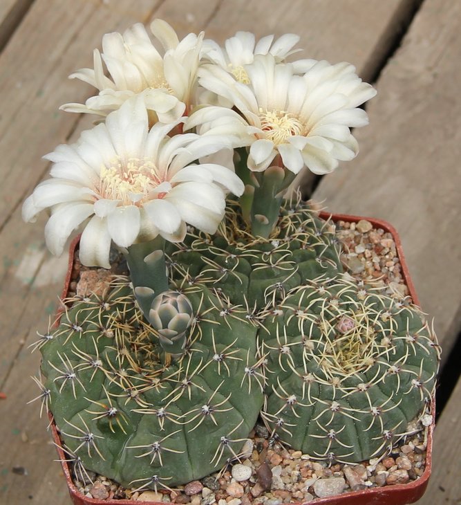 Gymnocalycium stellatum flavispinum VG531 Capilla del Monte Cord. 975m.  KK413.563