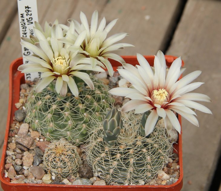 Gymnocalycium  aff.gertii VG297 (papchiii)  Loma Bola 792m Cord.  kk337.505