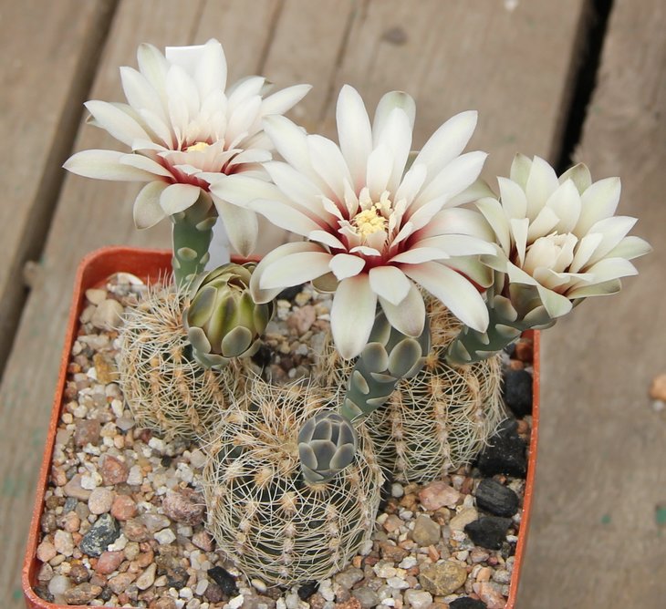 Gymnocalycium  gerthii (papschii)  VG707  Loma Bola, Cordoba, 935m kk411.812