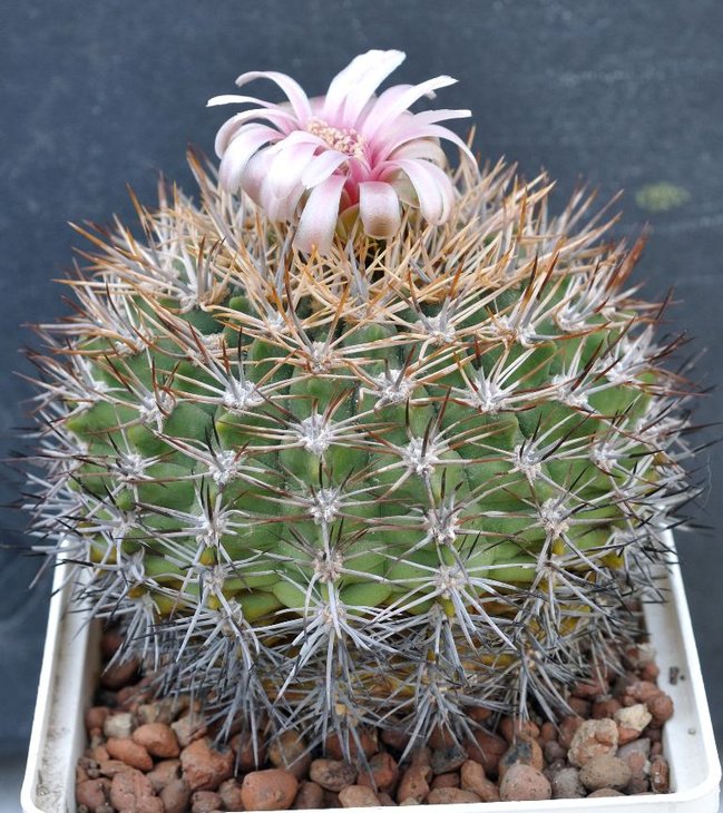 G. bicolor