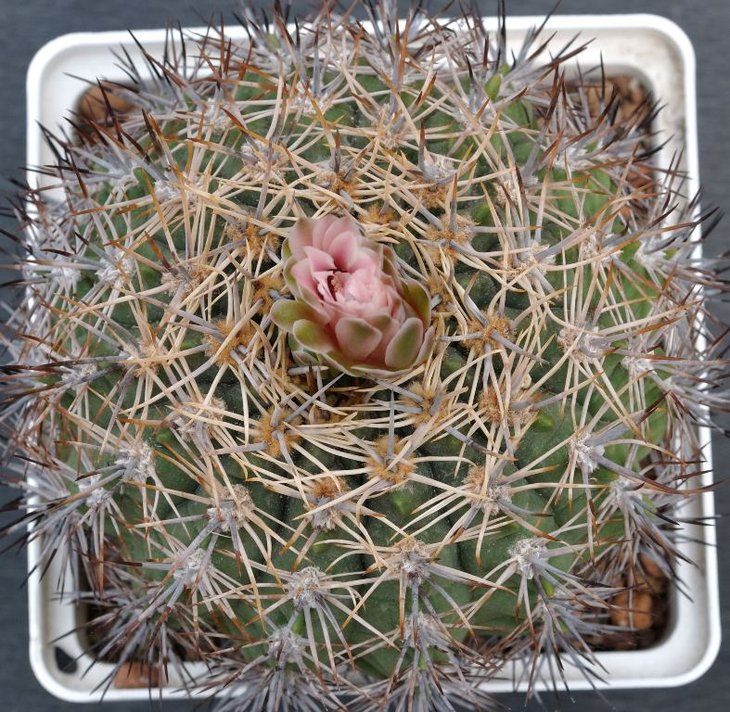 G. bicolor