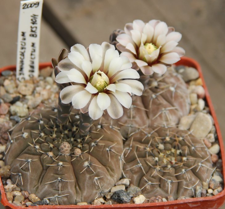 Gymnocalycium  obductum BKS101 Salines Grandes Cord