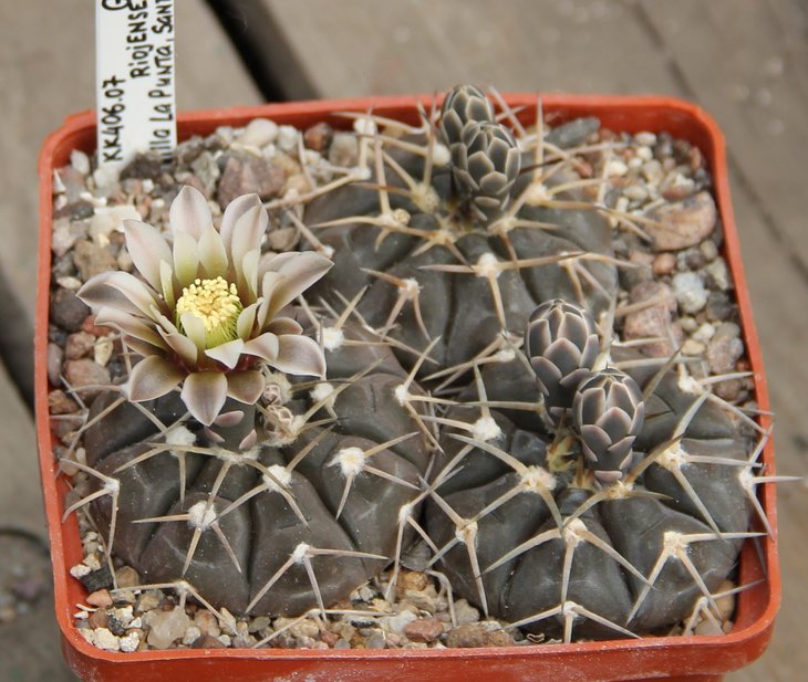 Gymnocalycium  riojense guasayanense VG1094 VilladelaPunta,SantiagodelEstero 427m   kk406.07