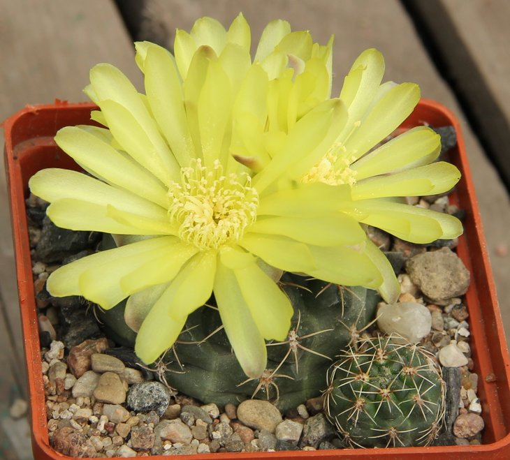 Gymnocalycium andreae SNE04-094-263 Los Gigantes 1805m   Bercht1864
