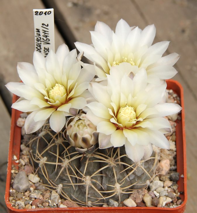 Gymnocalycium borthii nogolense VG411.2