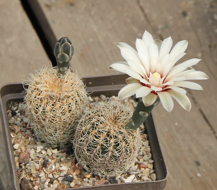 Gymnocalycium papschii WP111    KK392.51