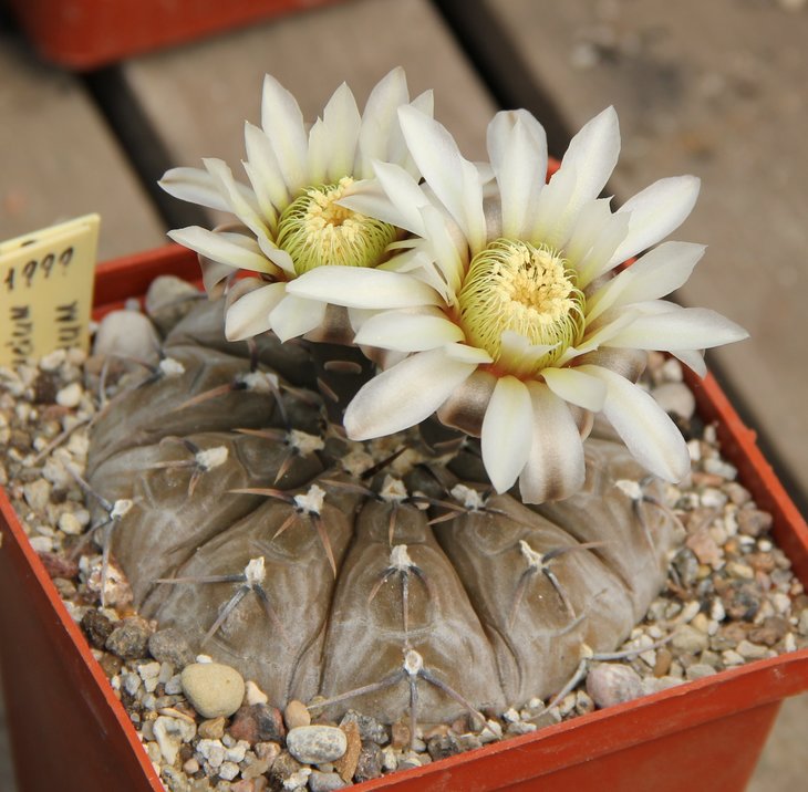 Gymnocalycium platygonum (bodenbenderianum)