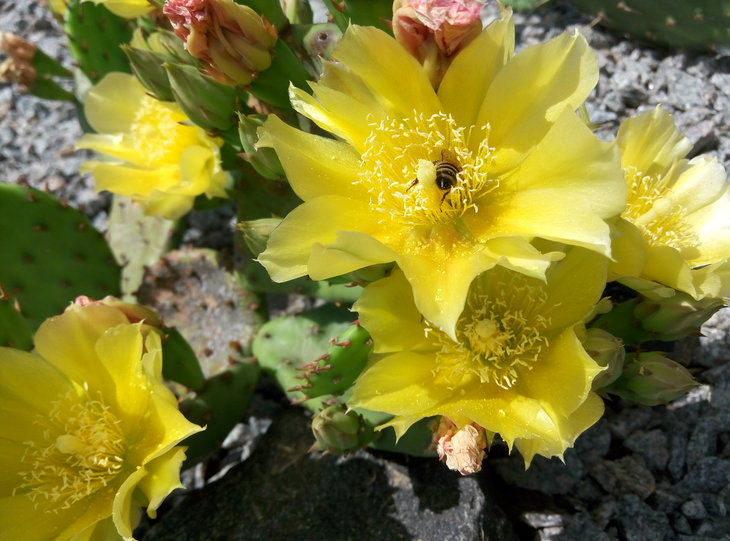 Opuntia humifusa 23.06.2016