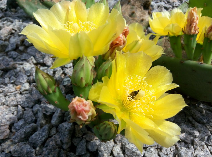 Opuntia humifusa 23.06.2016