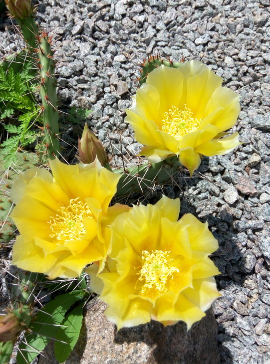 Opuntia camanchica 23.06.2016