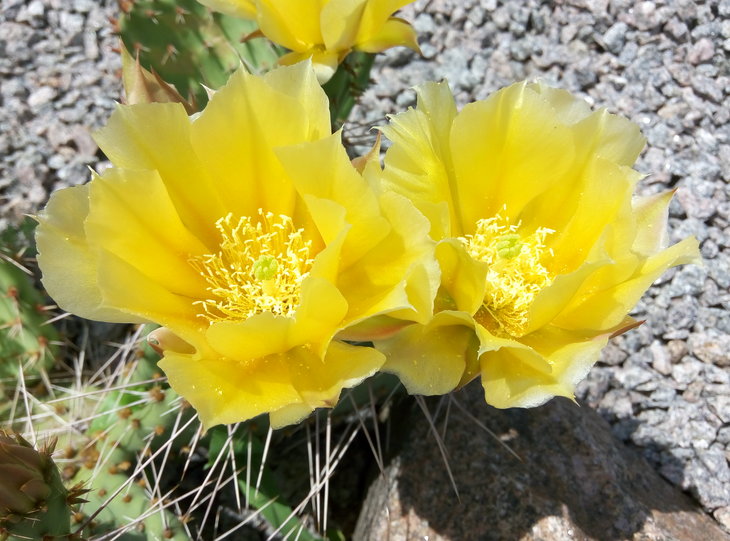 Opuntia camanchica 23.06.2016