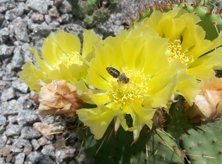 Opuntia phaeacantha v. camanchica 20.06.2016
