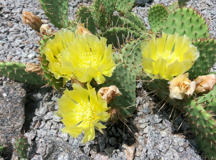 Opuntia phaeacantha v. camanchica 20.06.2016