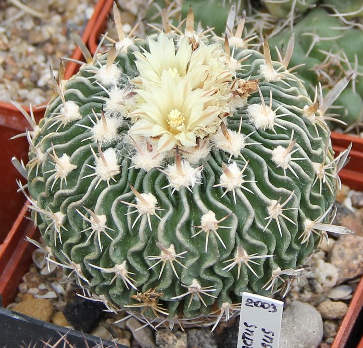 Echinofossulocactus anfractuosus