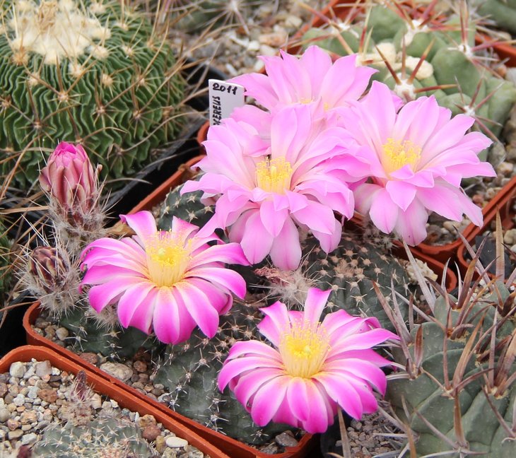 Echinocereus pulchellus.