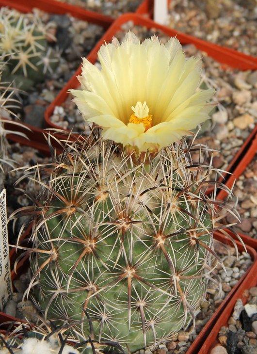 Coryphantha kracikii KKR339