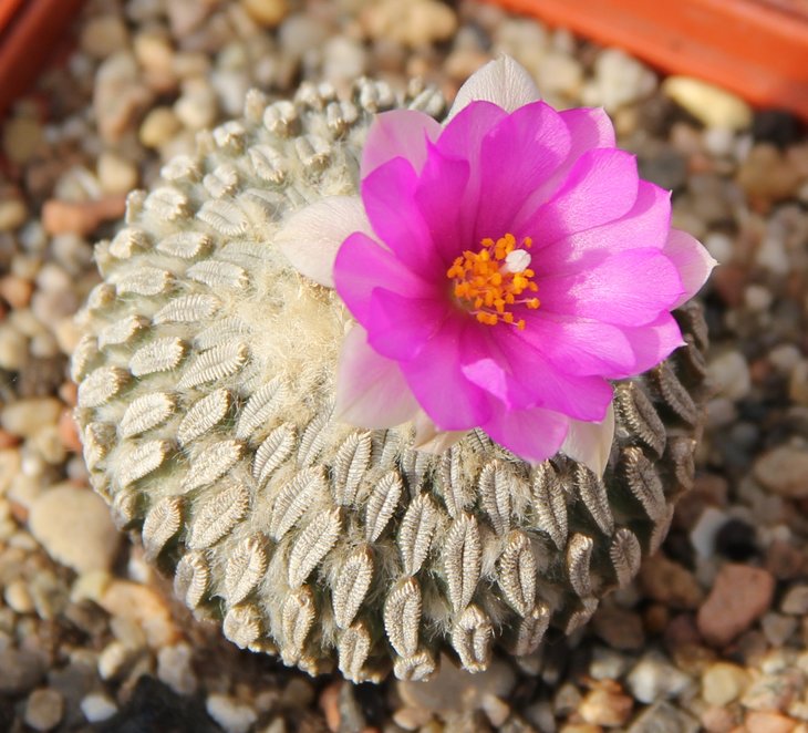 Pelecyphora aselliformis