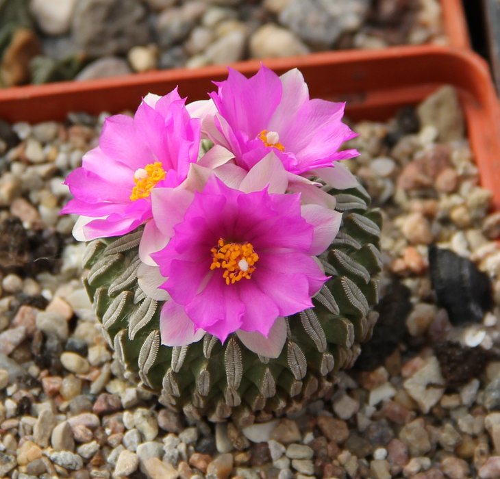 Pelecyphora aselliformis
