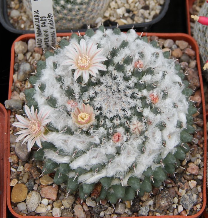 Mammillaria sempervivi P489