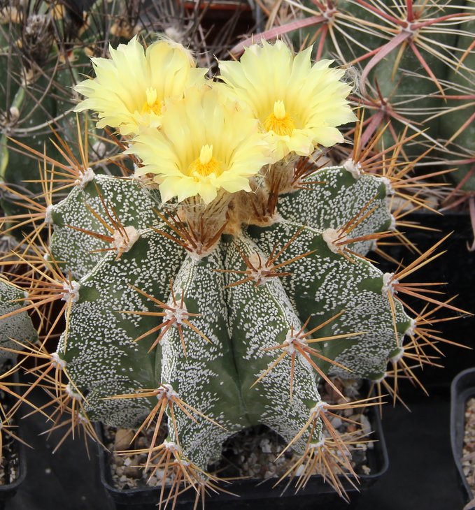 Astrophitum ornatum