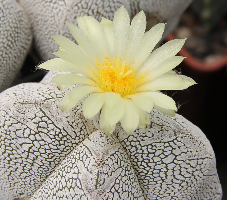 Astrophitum onzuka