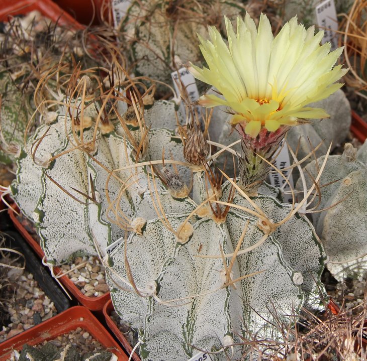 Astrophitum niveum