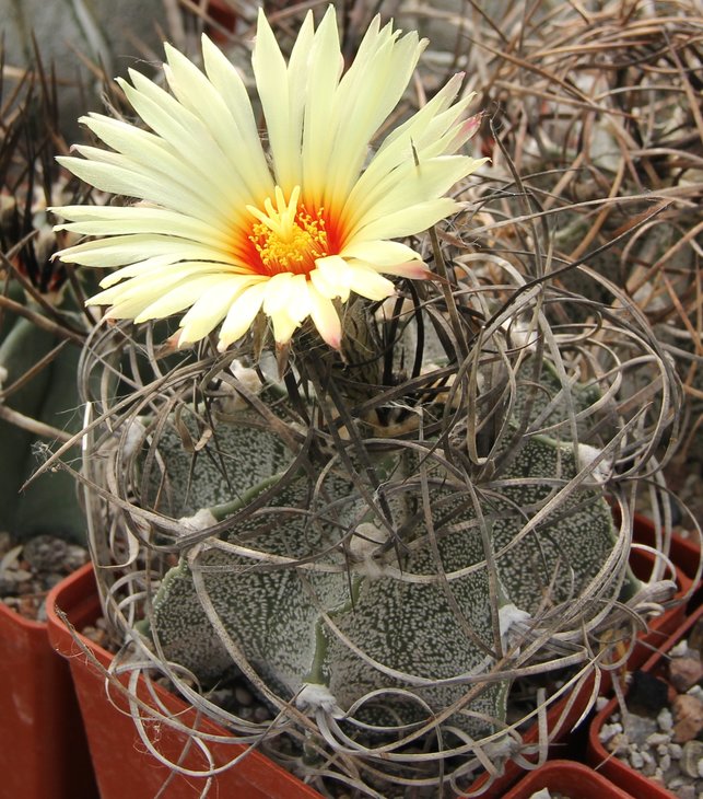 Astrophitum capricorne major