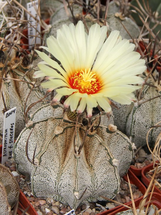 Astrophitum capricorne f.stachellos.