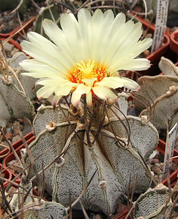 Astrophitum capricorne f.stachellos.
