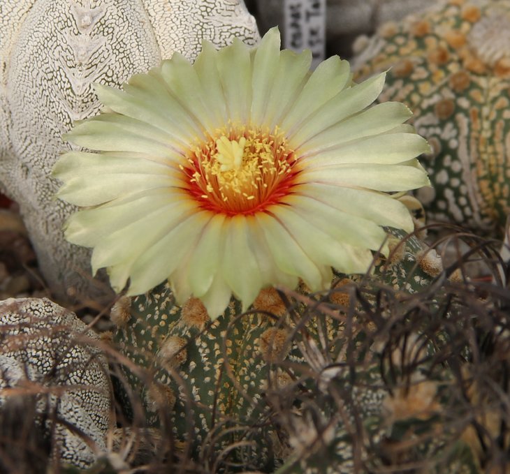 Astrophitum capas