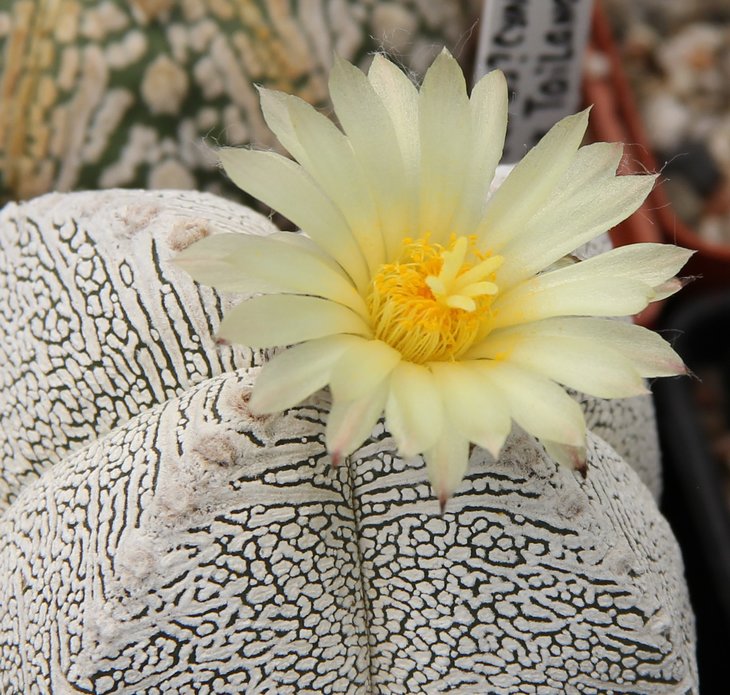 Astrophitum onzuka
