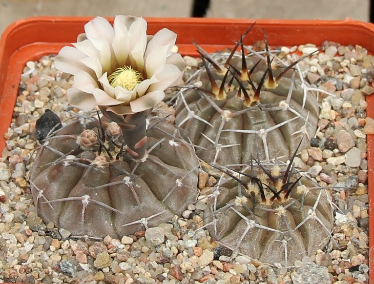 Gymnocalycium riojense kozelskyanum  KK406.09