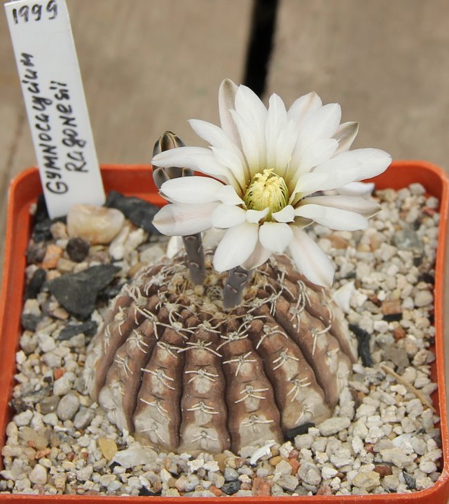 Gymnocalycium ragonesii