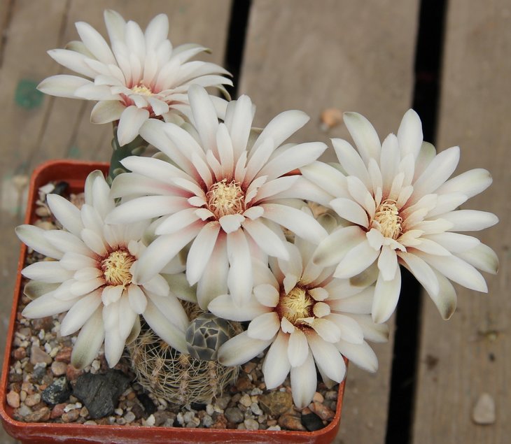 Gymnocalycium gerthii (papschii) VG707 Loma Bola, Cordoba, 935m kk411.812.