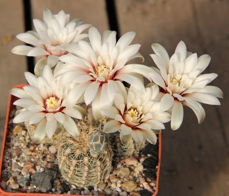 Gymnocalycium gerthii (papschii) VG707 Loma Bola, Cordoba, 935m kk411.812.