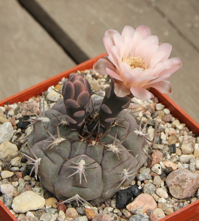 Gymnocalycium aff. glaucum VG194.
