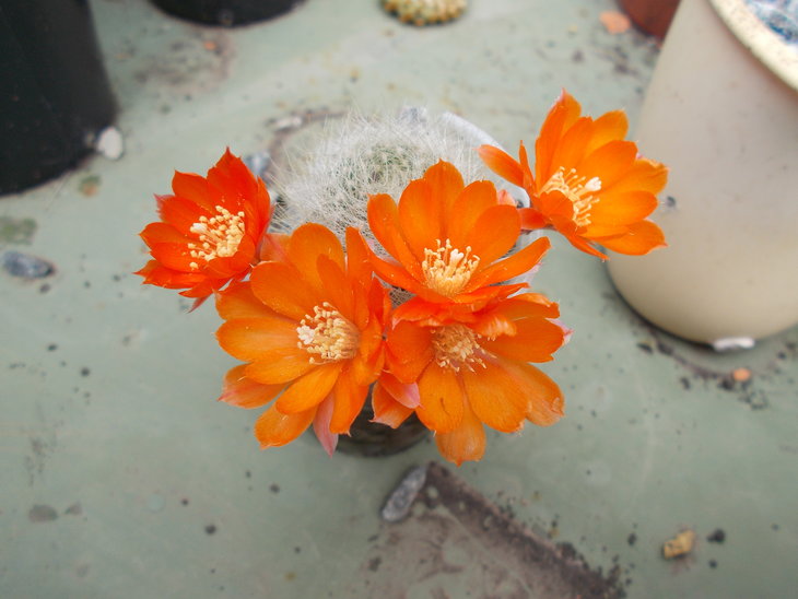 Aylostera albipilosa.JPG