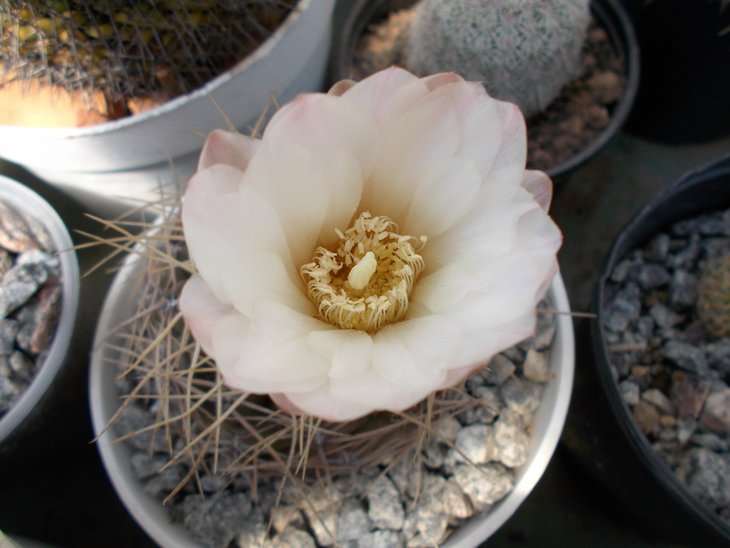 Gymnocalycium sp (hybr).jpg