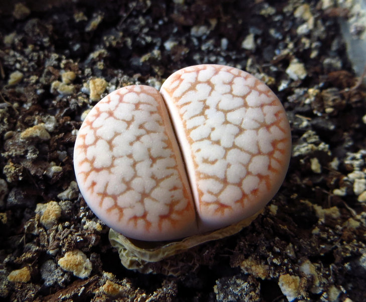 pseudotruncatella ssp. dendritica &quot;farinosa&quot;