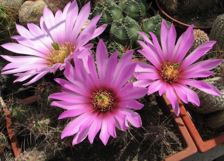 blanckii poselgerianus