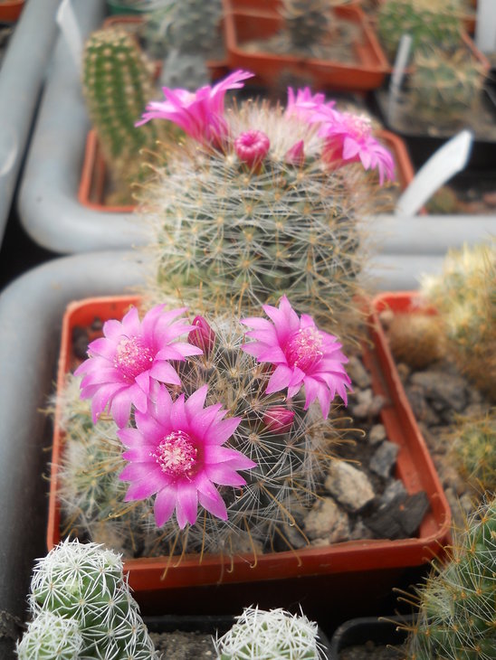 M. zeilmanniana