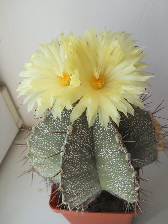 A.ornatum