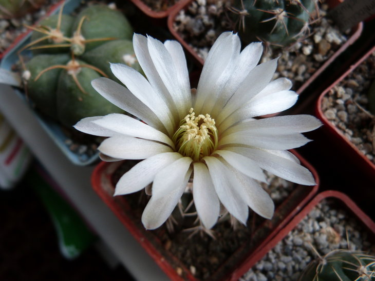Gymnocalycium riojense