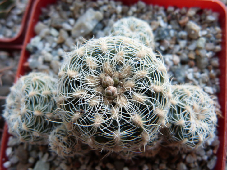 Gymnocalycium bruchii f. albispinum