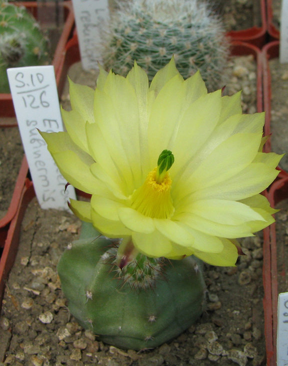 Echinocereus subinermis Piltz_1457