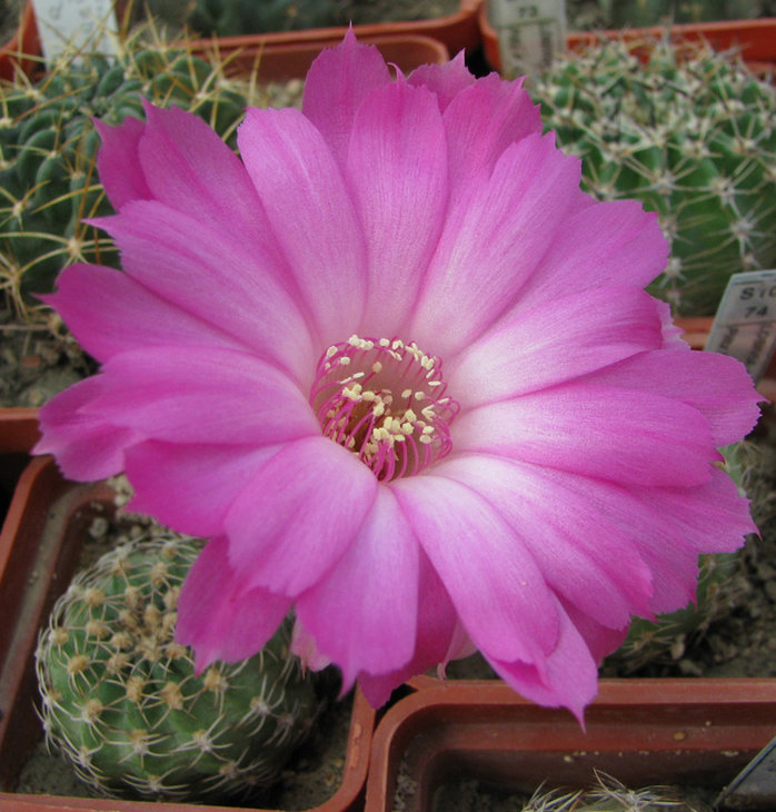 Lobivia winteriana Piltz_1113