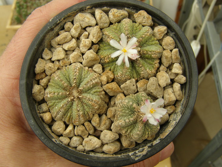 ritteri